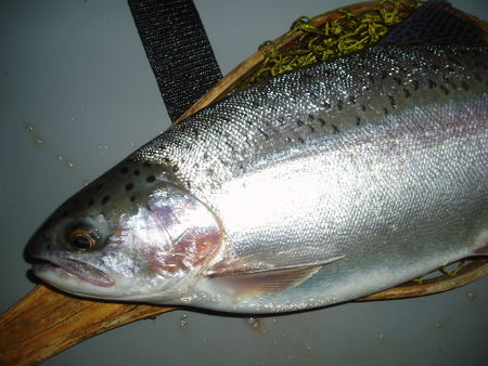 2011　出会った魚達