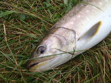 アメマスには　食べれる大きさが解らない