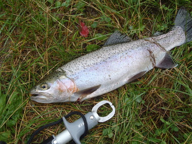 2011　出会った魚達