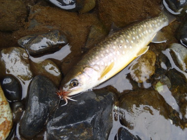 岩魚釣り