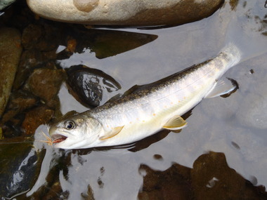 岩魚釣り