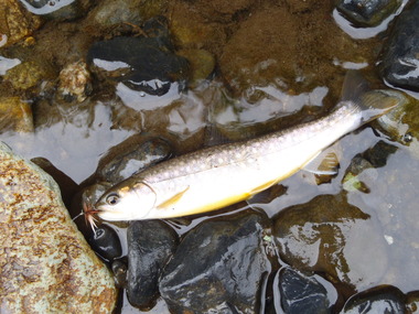 岩魚釣り