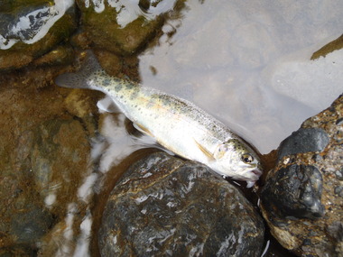 岩魚釣り