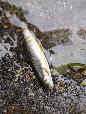 岩魚釣り