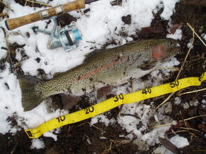 2010　出会った魚達