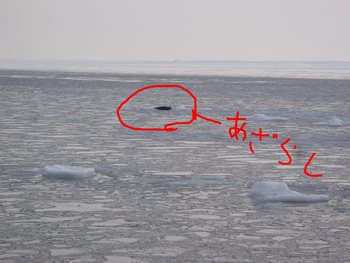 流氷って二階建て住宅くらいのが流れてくるんだと思ってた