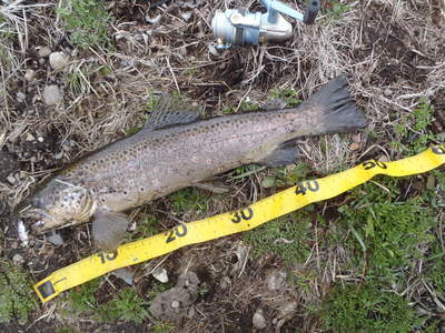 2011　出会った魚達