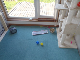 Catｓ room