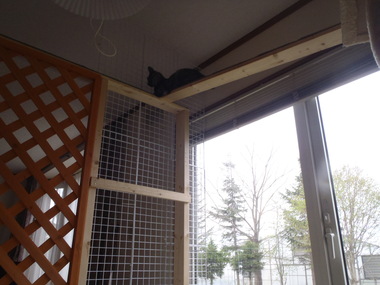 Catｓ room