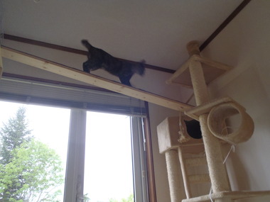 Catｓ room