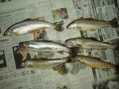 岩魚の唐揚げ