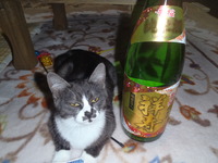 Catｓ room