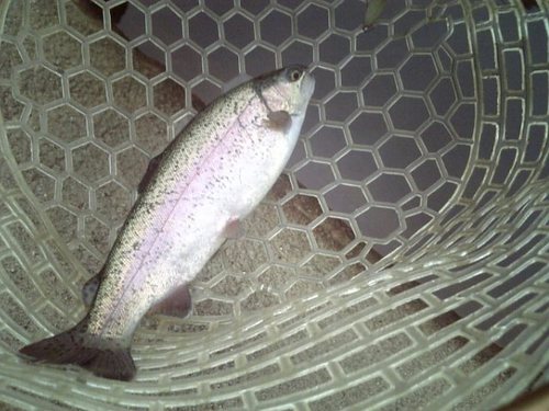 友釣り in 「平谷湖FS」その1