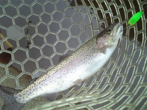 友釣り in 「平谷湖FS」その1