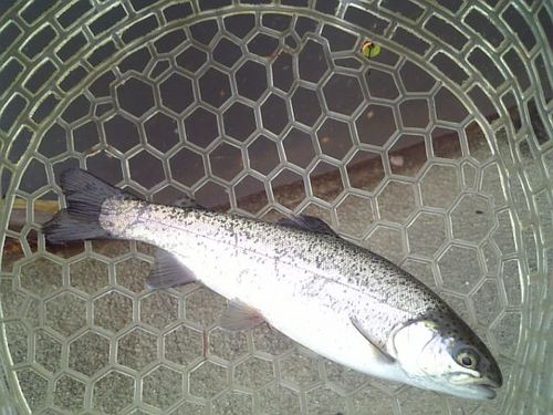 友釣り　in  ｢平谷湖FS」　その２