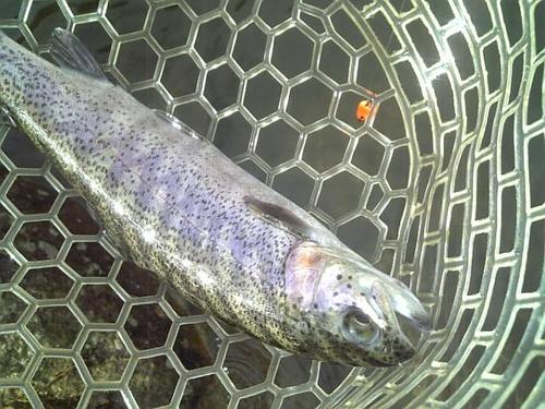 友釣り　in  ｢平谷湖FS」　その２