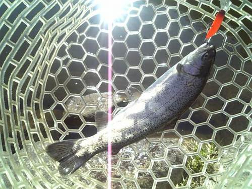 友釣り　in  ｢平谷湖FS」　その３
