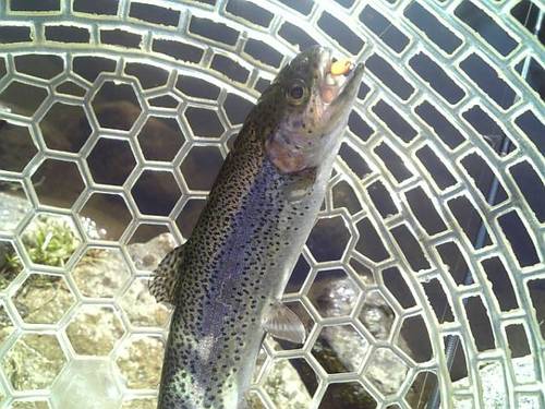 友釣り　in  ｢平谷湖FS」　その３