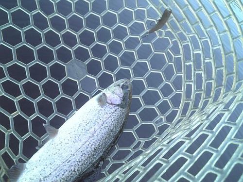 友釣り　in  ｢平谷湖FS」　その３