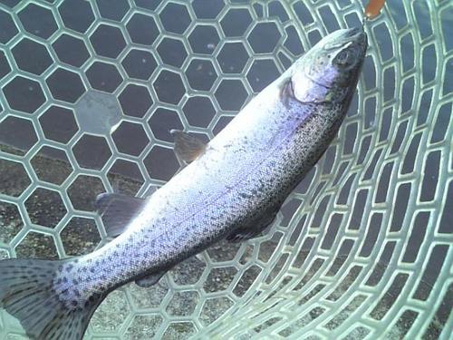 友釣り　in  ｢平谷湖FS」　その３