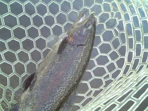 友釣り　in  ｢平谷湖FS」　その３