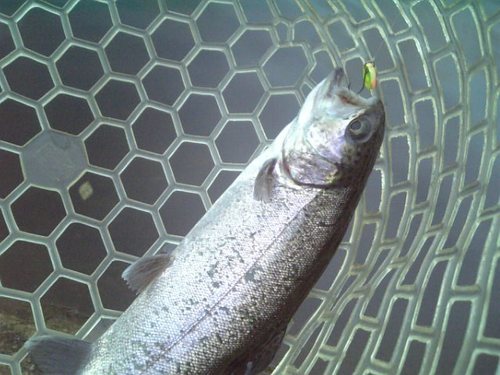 友釣り　in  ｢平谷湖FS」　その３
