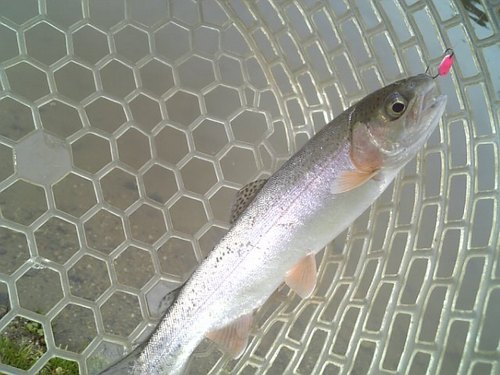 巻きで釣りたい！ in 「瑞浪FP」　その２