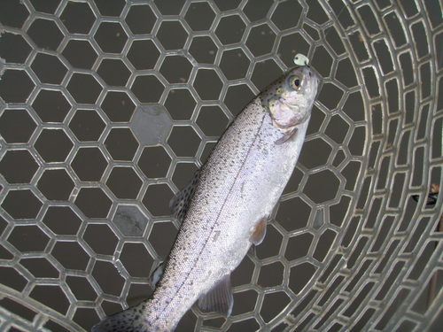 新春初釣り！ in ｢瑞浪フィッシングパーク」　その１