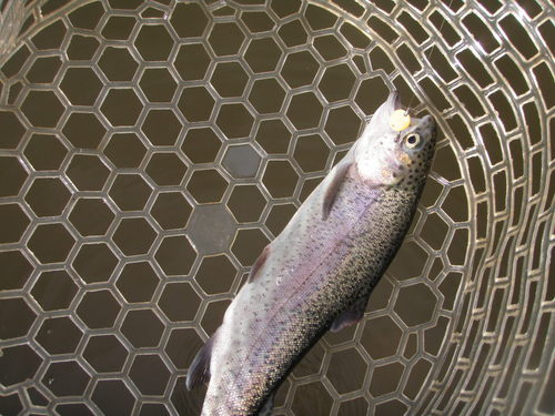 新春初釣り！ in ｢瑞浪フィッシングパーク」　その３