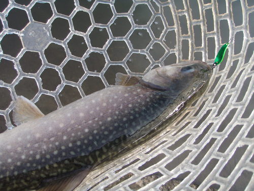 「北方ます釣り場」　PAL日和？