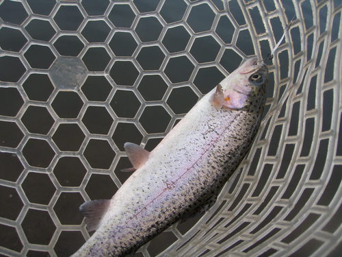 リベンジ!?悶絶必至？？ in  「北方マス釣り場」　その２