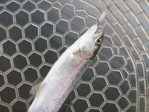 リベンジ!?悶絶必至？？ in  「北方マス釣り場」　その２