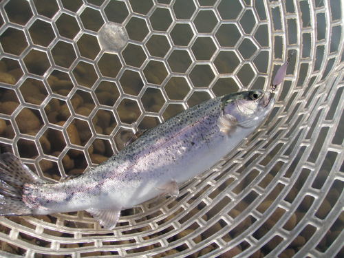 「北方ます釣り場」 おっと意外に！ 最終話
