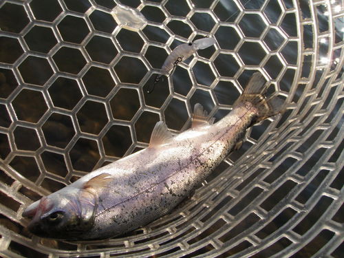 「北方ます釣り場」 おっと意外に！ 最終話