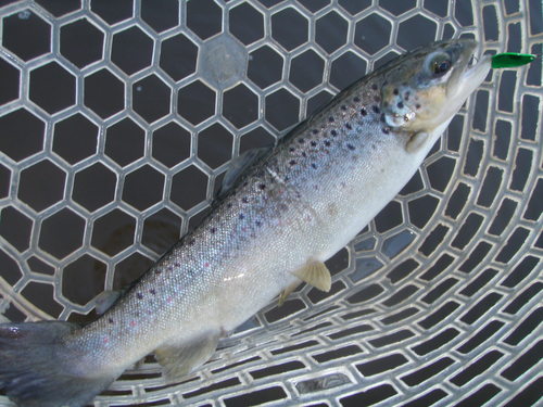 「東山湖FA」　何気にお初です　　その１