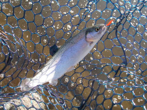 「東山湖FA」　何気にお初です　　その１