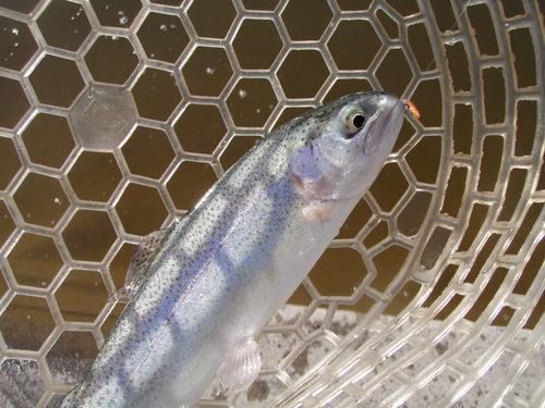 「東山湖FA｣  何気にお初です  　その２
