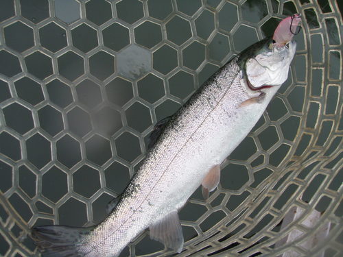 ｢サンクチュアリ」釣行は三苦の日？　その３