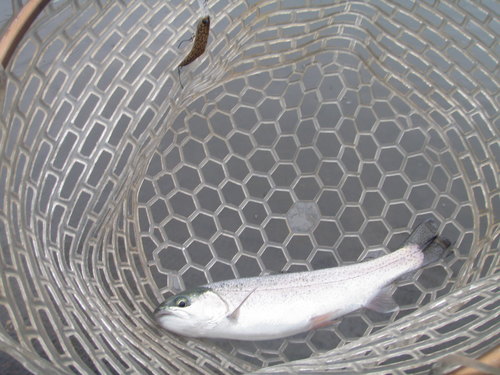 ｢サンクチュアリ」釣行は三苦の日？　その４