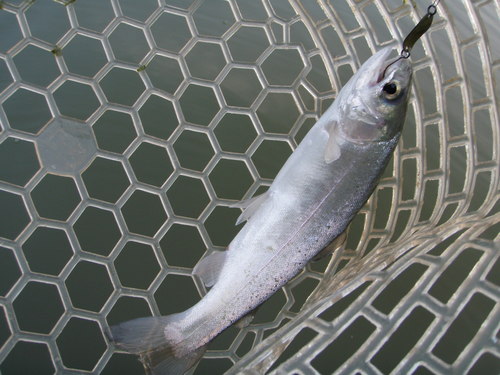 ビックサプライズ！！　in  「岡崎トラウトポンド」　その２