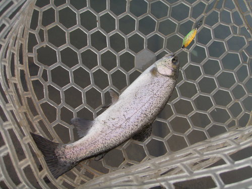 「北方ます釣り場」こんな展開？  その１