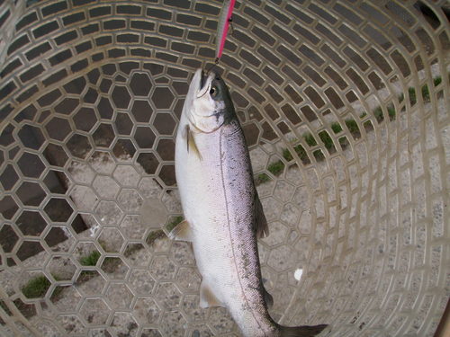 「北方ます釣り場」こんな展開？  その１