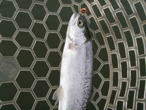 リベンジ　in 「岡崎トラウトポンド」