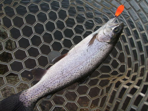 今年初の「平谷湖フィッシングスポット」釣行　その１