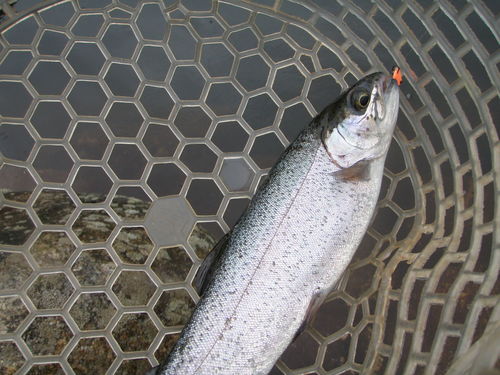 今年初の「平谷湖フィッシングスポット」釣行　その２