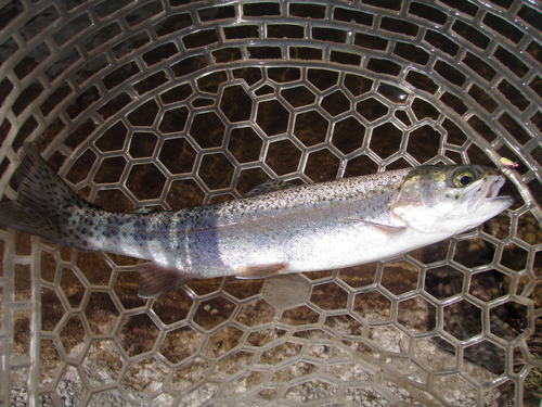 今年初の「平谷湖フィッシングスポット」釣行　その３