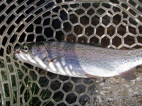 今年初の「平谷湖フィッシングスポット」釣行　その３