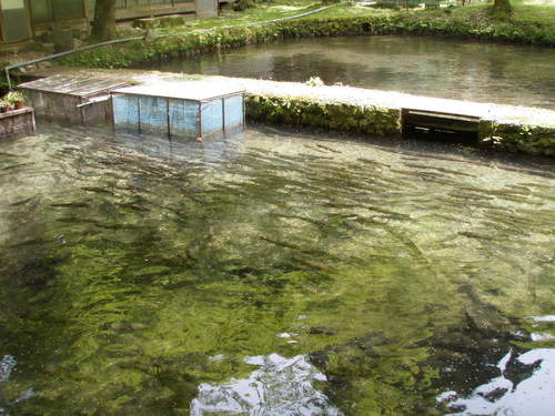 「醒ヶ井養鱒場」 初釣行  その３