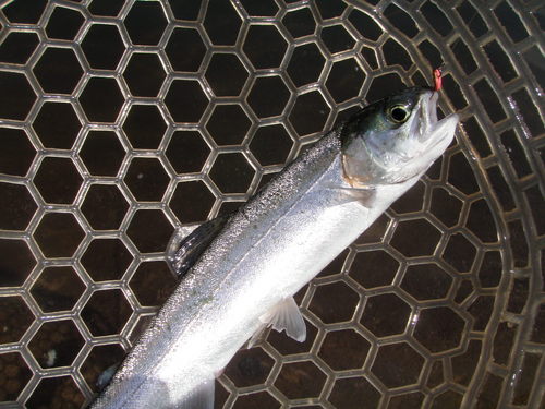 NKC三昧！in　「平谷湖FS」釣行　その２