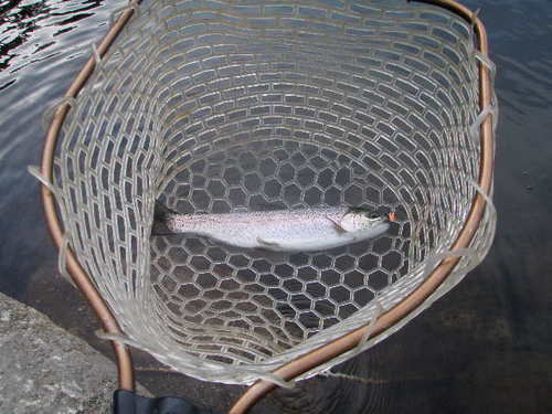 バチプロ復活！　in　「平谷湖FS」　その２